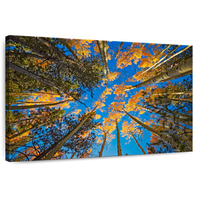Alvord Aspen Forest In Autumn