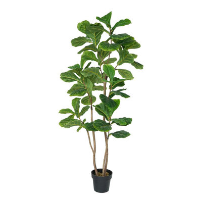 Figuier à trois branches en pot