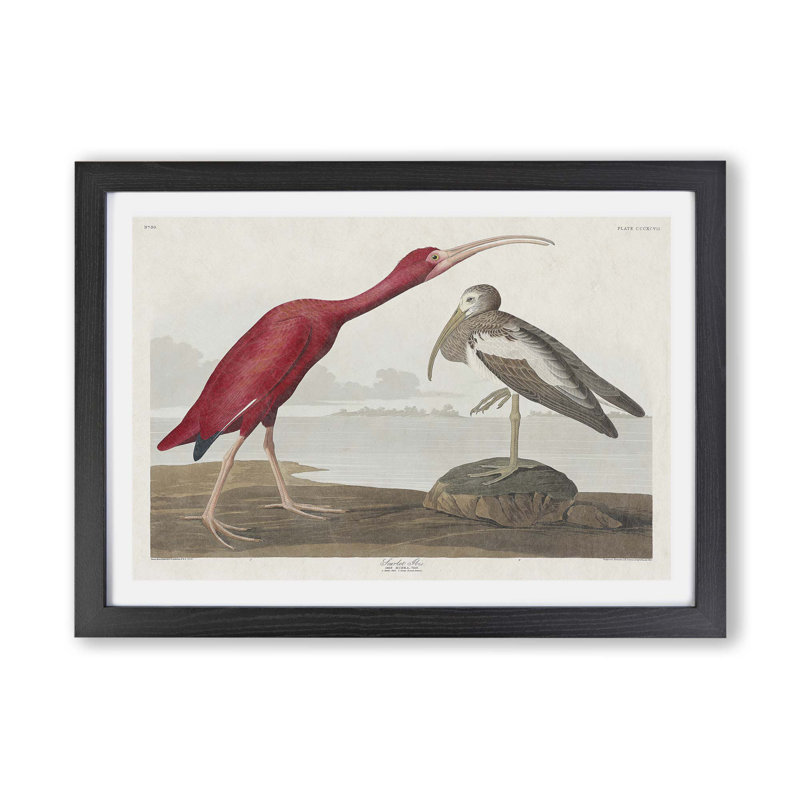 Scarlet Ibis Bird by John James Audubon - Framed Print, 24cm H x 33cm W x 2cm D, Black