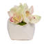 Orchid In Pot-65524510