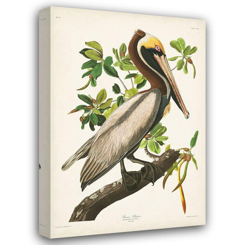«Red Barrel Studio® Audubon, John James», reproduction d'art sur toile tendue sous le nom de pélican brun PL 251