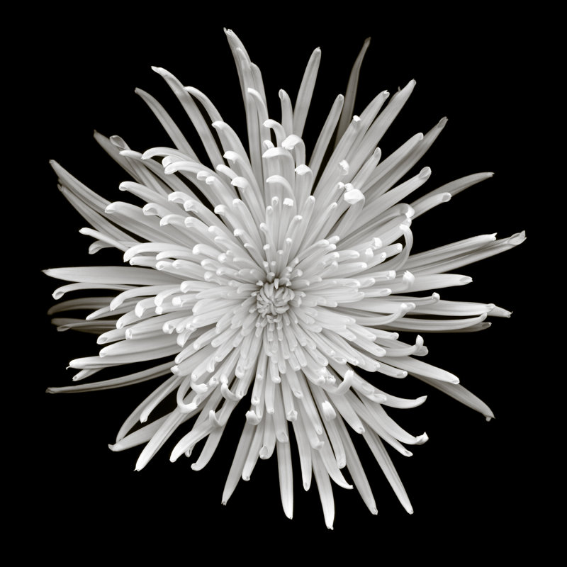 Spider chrysanthemum, 91cm H x 91cm W
