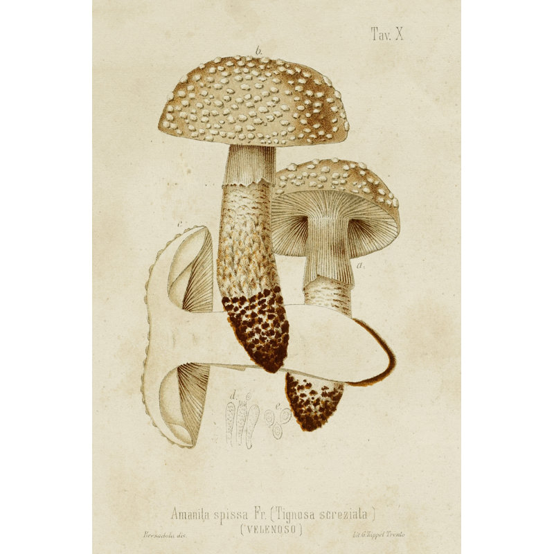Mushroom Varieties VIII - Art Prints, Wrapped Canvas, 122 cm H x 81 cm W 