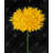 Yellow Chrysanthemum - Framed Matted Print for Bedroom Decor