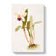 Magnolia Flowers Illustration Tab. 67 by Frederick Sander - Wrapped Canvas-55309249