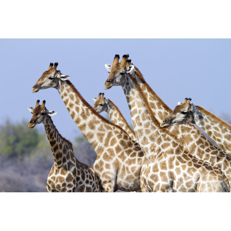 Herd Of A Giraffes by Angelika - Wrapped Canvas Print, 61cm H x 91cm W x 3.8cm D