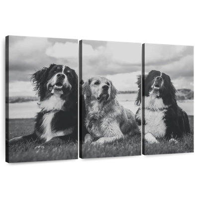 Bernese Mountain Dogs