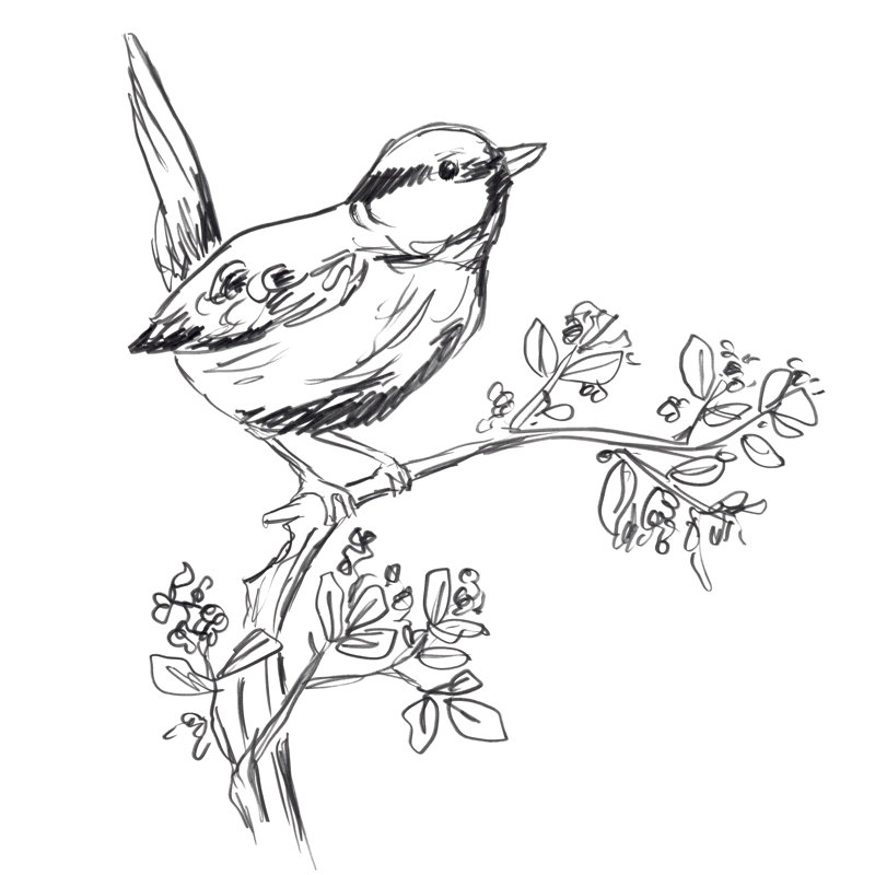 Simple Songbird Sketches IV by June Erica Vess - Wrapped Canvas Print, 76cm H x 76cm W x 3.8cm D