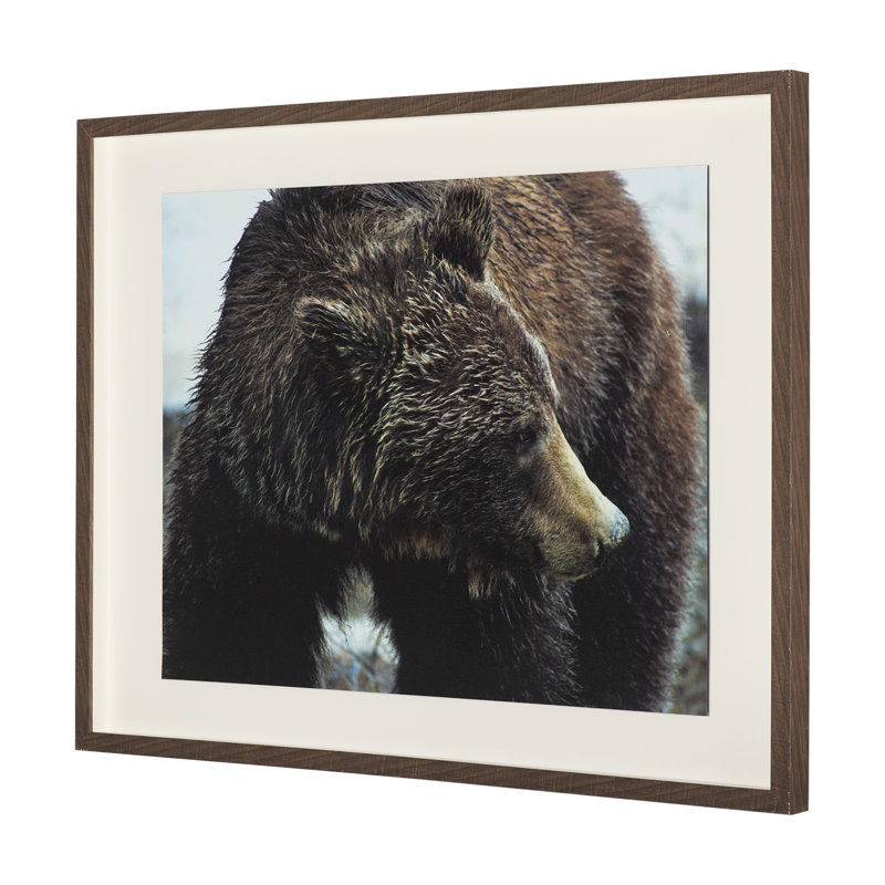 «Grizzly Bear» par Chad Mackay, reproduction d'art encadrée à la main avec passe-partout, Ours grizzly