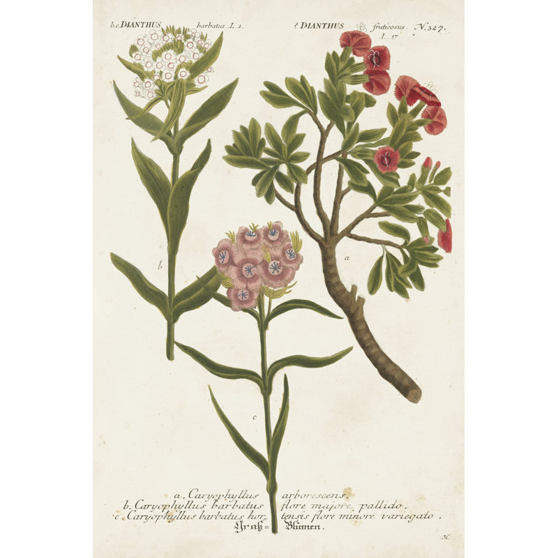 Botanical Varieties IV by Weinmann - Wrapped Canvas Painting, 30cm H x 20cm W