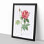 French Rose by Pierre-Joseph Redoute - Framed Print-55577538-55577539