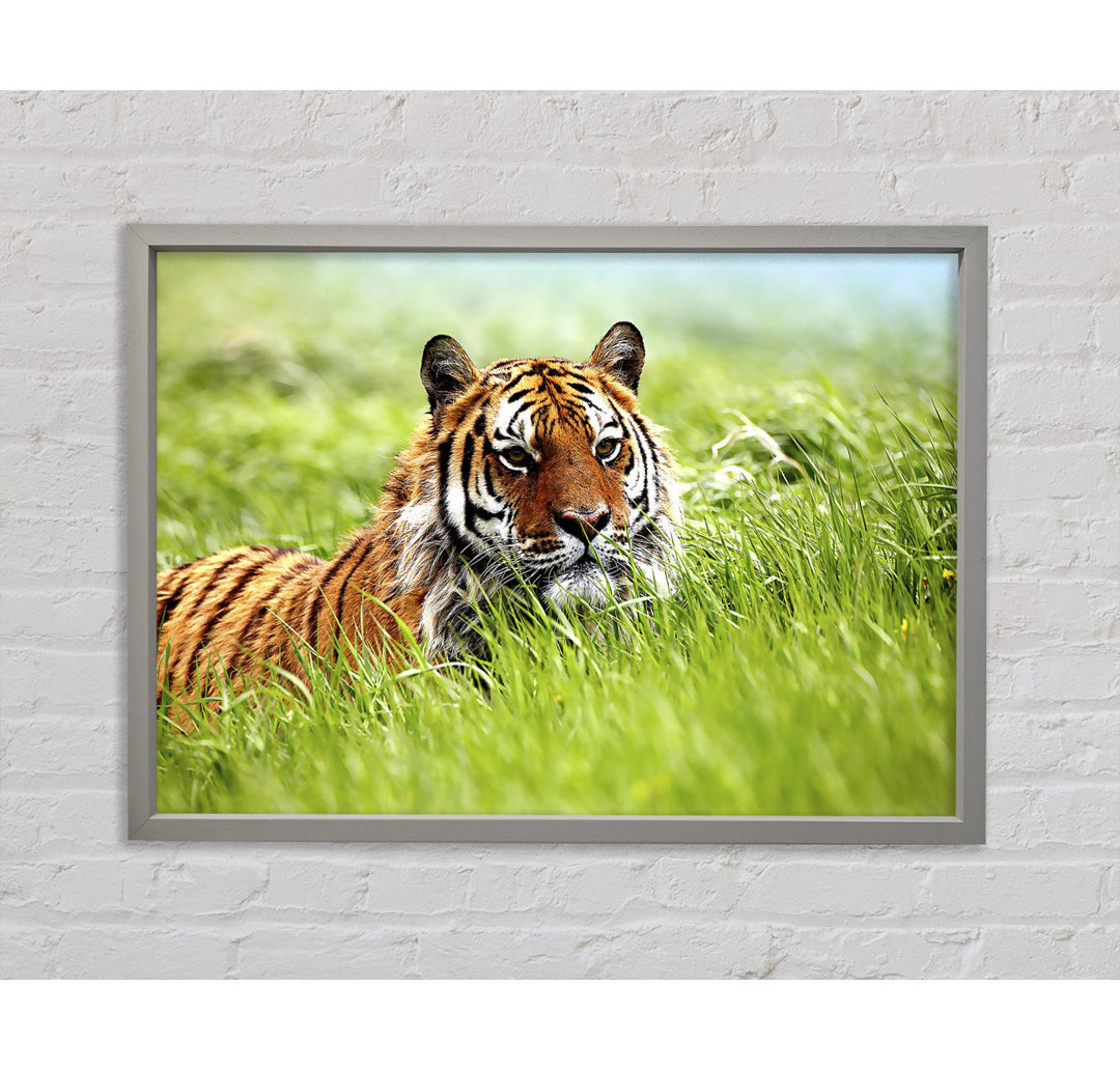 Amazing Siberian Tiger - Einzelner Bilderrahmen Kunstdrucke auf Leinwand