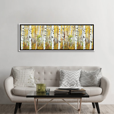 Aspen Trees Panorama ,Colorado