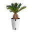 Palm Plant in Planter