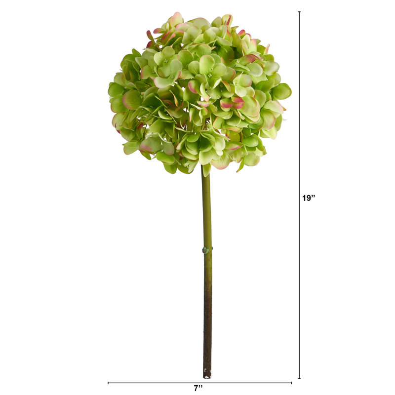 Tige d'hortensia, Beauté américaine / vert