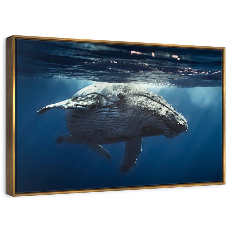 Skimming Whale, Floating Frame Gold, 25" X 17"