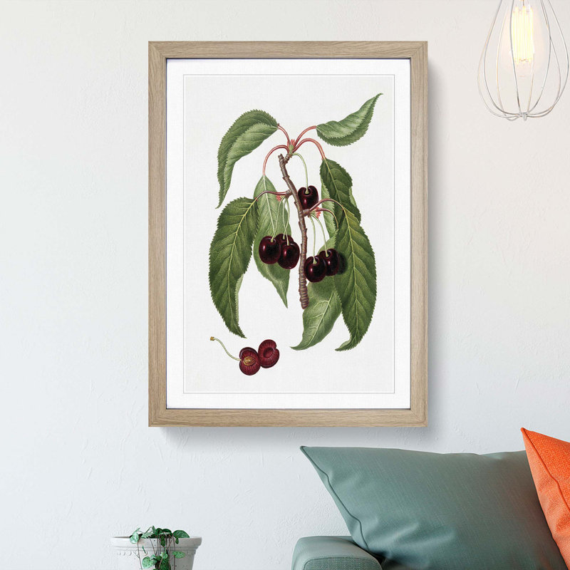Hard-fleshed Cherry Tree by Giorgio Gallesio - Picture Frame Painting Print, 65cm H x 48cm W x 2cm D, Oak Framed