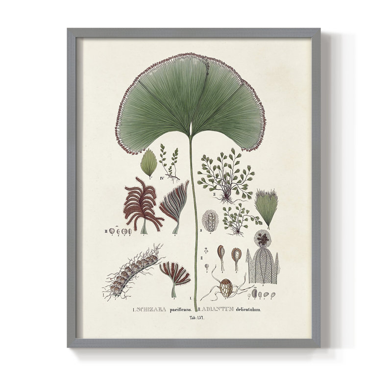 «Botanical Society Ferns III», reproduction encadrée - bois massif, Gris, H 10 po x l 8 po