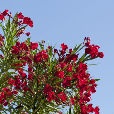 Gros plan sur un Hardy Red Oleander - photographie sur toile tendue
