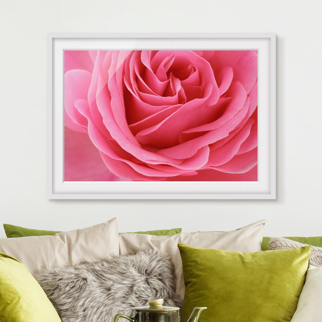 Gerahmter Grafikdruck Luscious Pink Rose