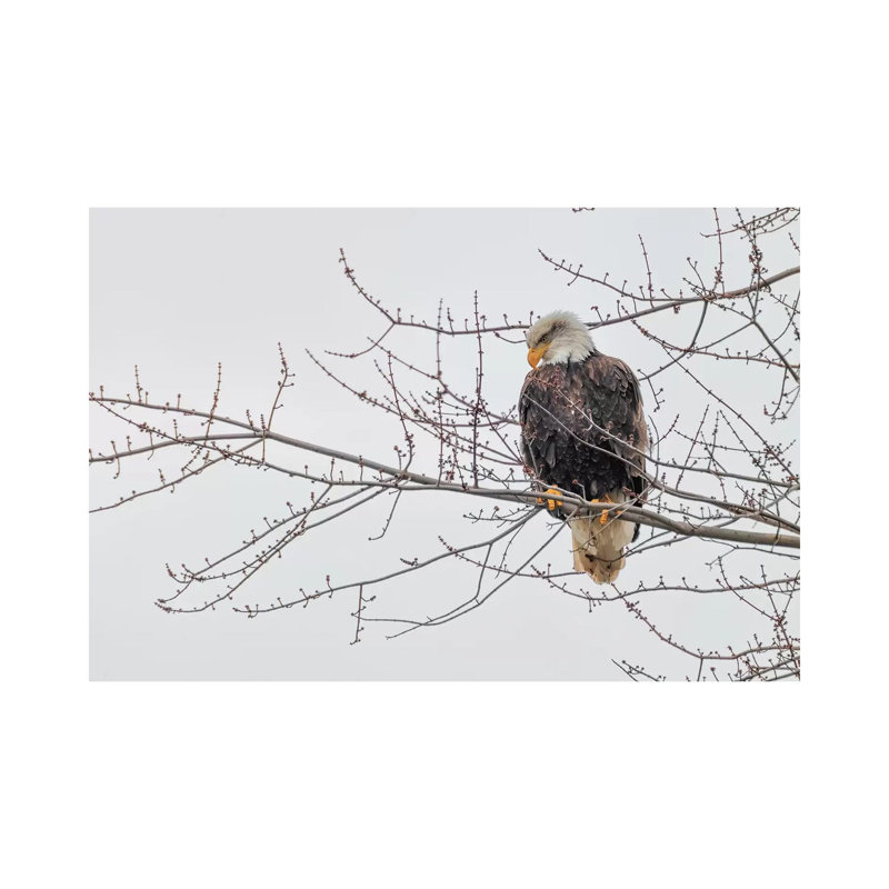 «Eagle Perch II» par David Gardiner - Toile tendue avec châssis sur toile tendue, H 8 po x l 12 po x P 0,75 po