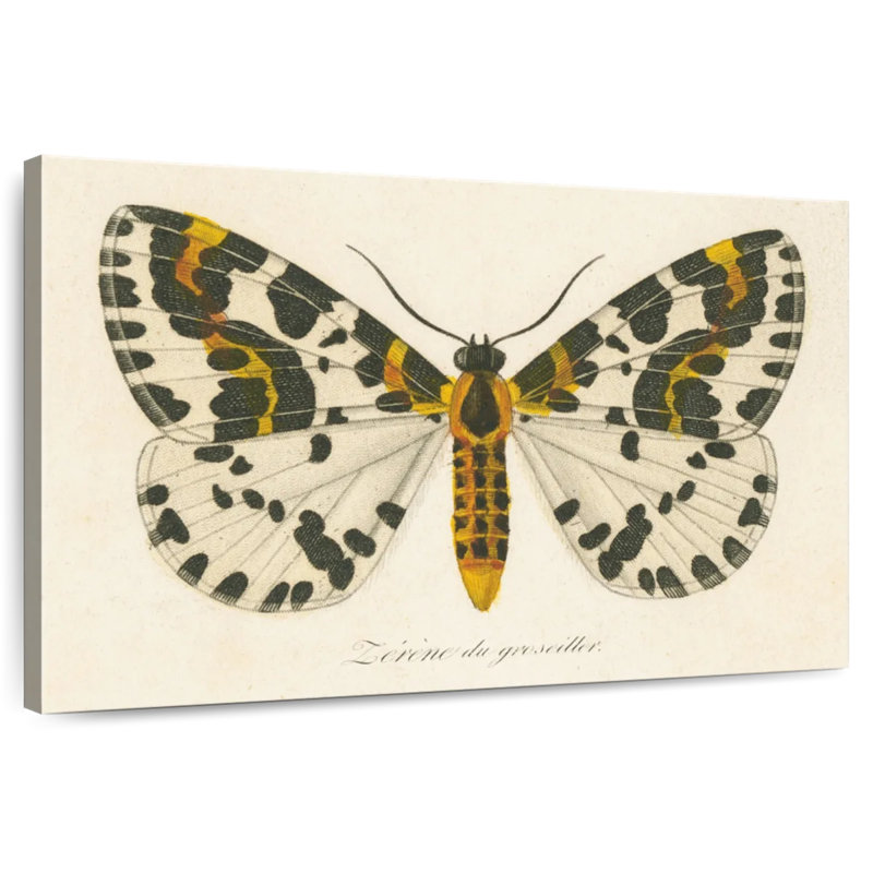 Brampt natures papillon IV, H 8 po x l 12 po