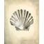 Seashells IV Print by Sydney Edmunds-26706273-26706271
