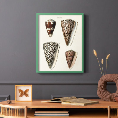 «Cone Shell Collection I», reproduction encadrée - bois massif