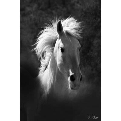 Portrait de cheval V