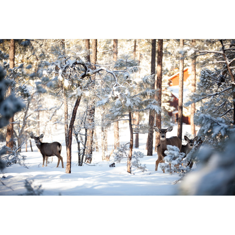 Three Winter Deer by JennaWagner - Wrapped Canvas Print, 30cm H x 46cm W x 3.8cm D