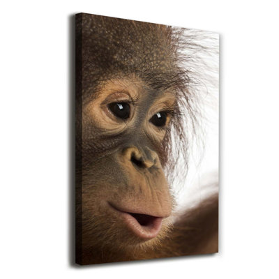 A Young Orangutan - Wrapped Canvas Print