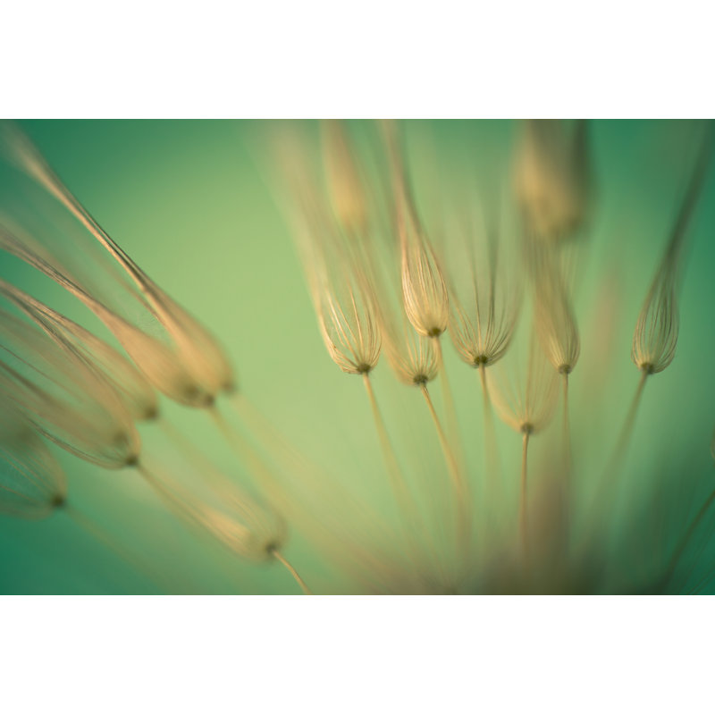 Wildflower Macro by Jasmina007 - Wrapped Canvas Print, 30cm H x 46cm W