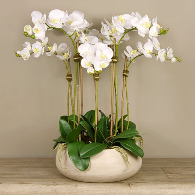 Orchid Arrangement in Vase