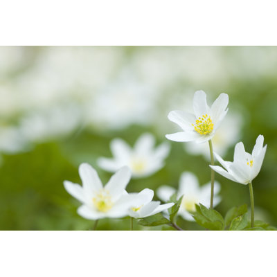 Wood Anemone by Lordrunar