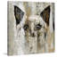 " Brown-Eyed Cat " by Parvez Taj-20746626