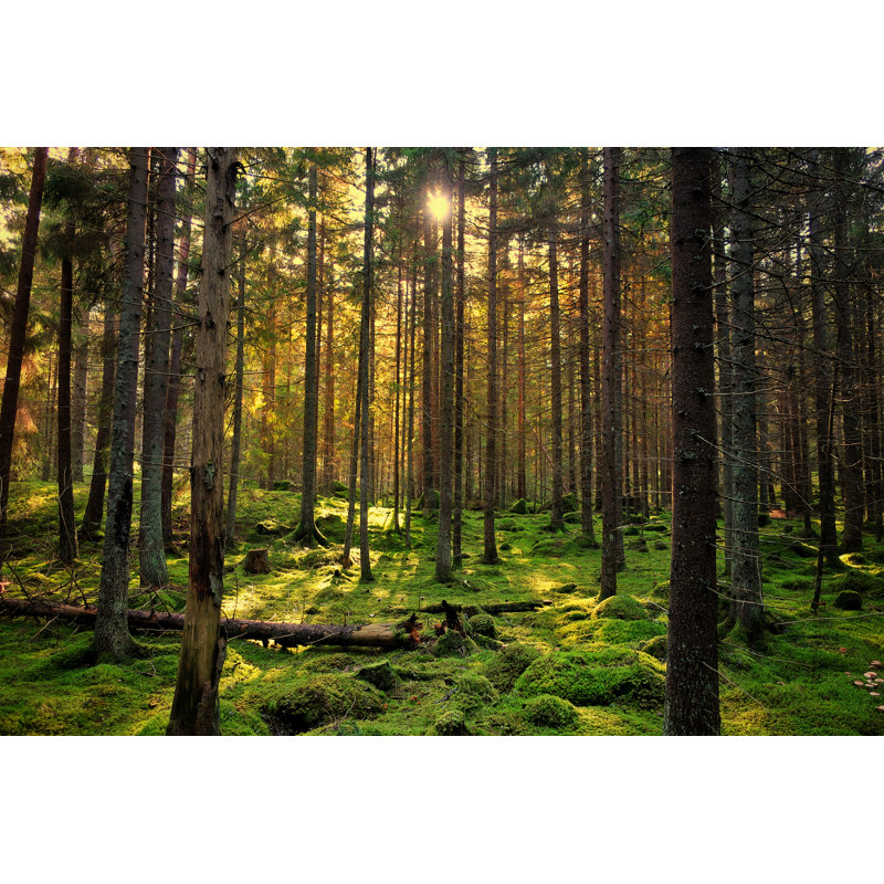 Mossy Green Forest by BjÃ¶rn Forenius - Wrapped Canvas Print, 30cm H x 46cm W