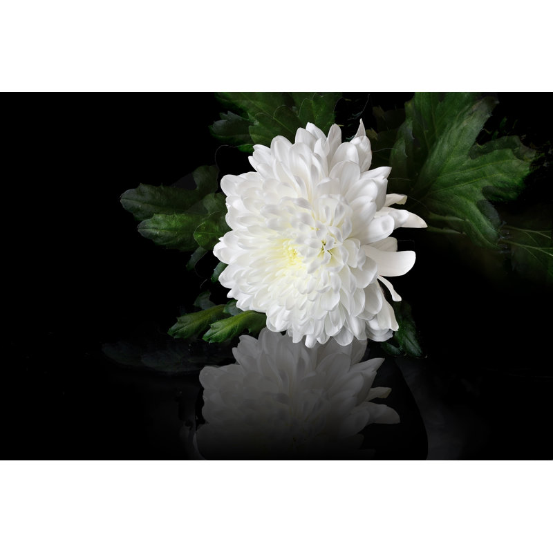 White Chrysanthemum Flower 1 Piece Wrapped Canvas Wall Art, 81cm H x 122cm W x 3.8cm D