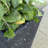 Step2 Tremont Square Tall Tapered Plastic Outdoor Planter-83462863-96917009