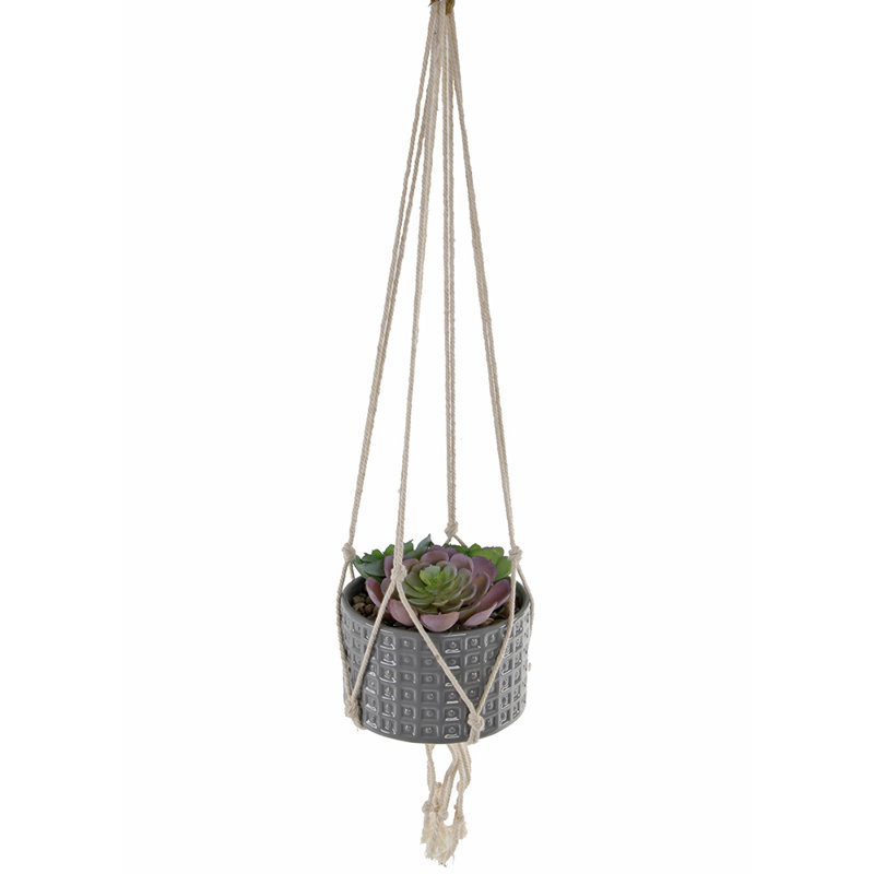 Plante grasse suspendue en pot