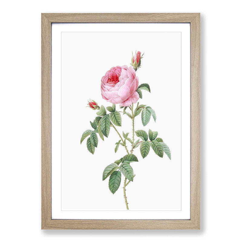 The Pink Cabbage Rose by Pierre-Joseph Redoute - Picture Frame Painting Print, Oak Framed, 65cm H x 48cm W x 2cm D
