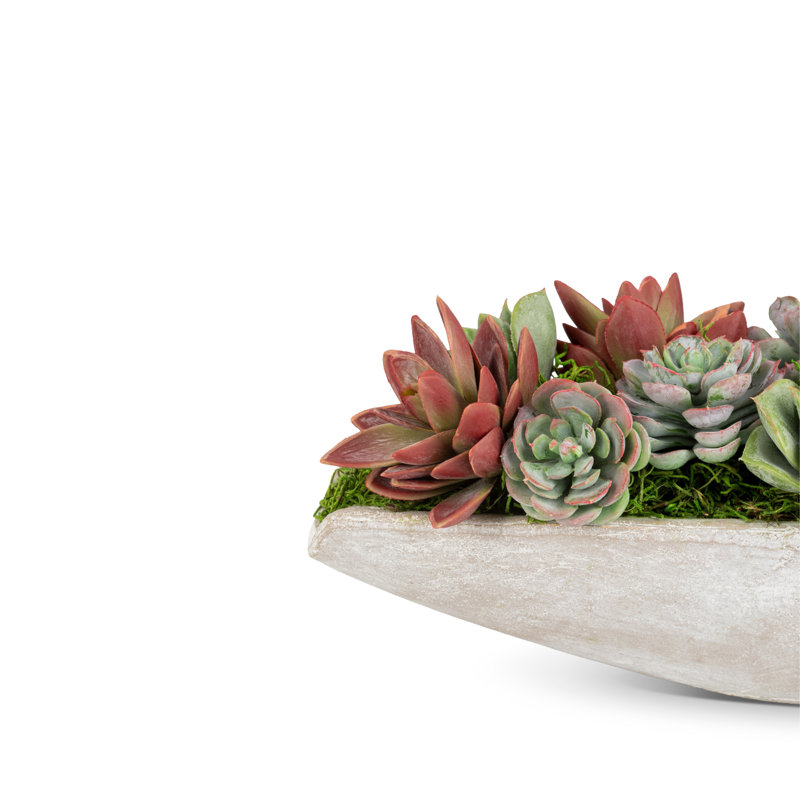 Asti Succulent Cement Arrangement