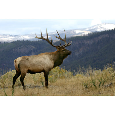 Bull elk in a beautiful setting Wall Art on Canvas