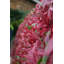 200cm Faux Foliage Hedge