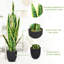 93cm Faux Snake Plant (Sansevieria) Plant