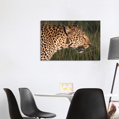 Africa, Kenya, Maasai Mara National Reserve. Close-Up Of Walking Leopard. - Wrapped Canvas Print