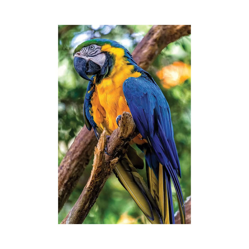 Macaw II by Glauco Meneghelli - Wrapped Canvas Print