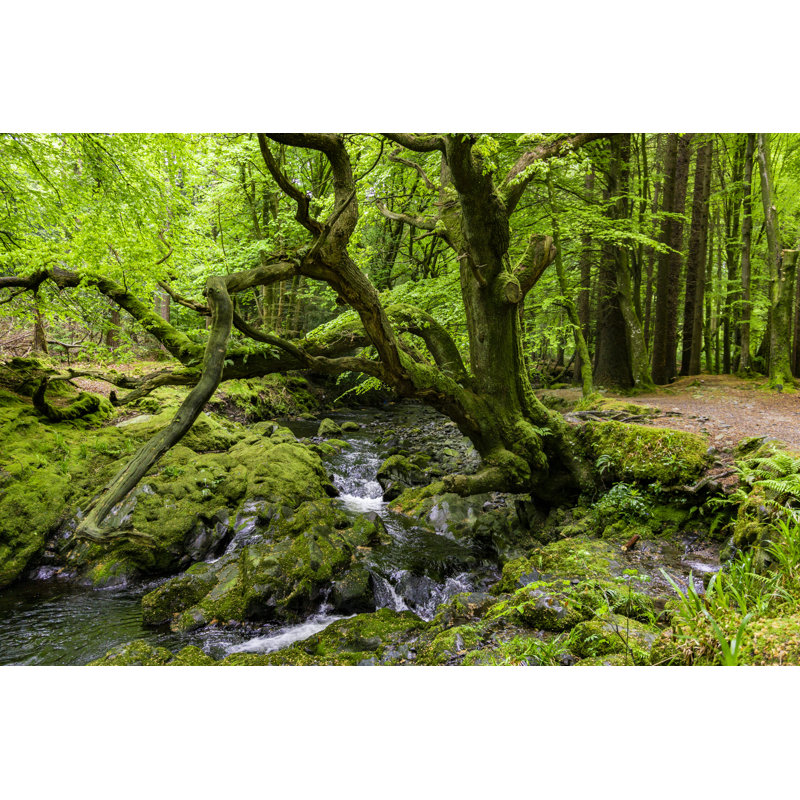 Tollymore Forest Park - Wrapped Canvas Print, 61cm H x 91cm W x 3.8cm D