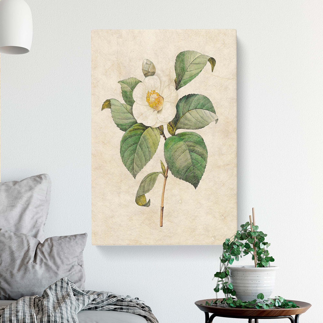 Japanese Camellia In White by Pierre-Joseph Redoute - Wrapped Canvas