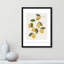Amalfi Lemons - cadre photo, impression-66318802-66318827