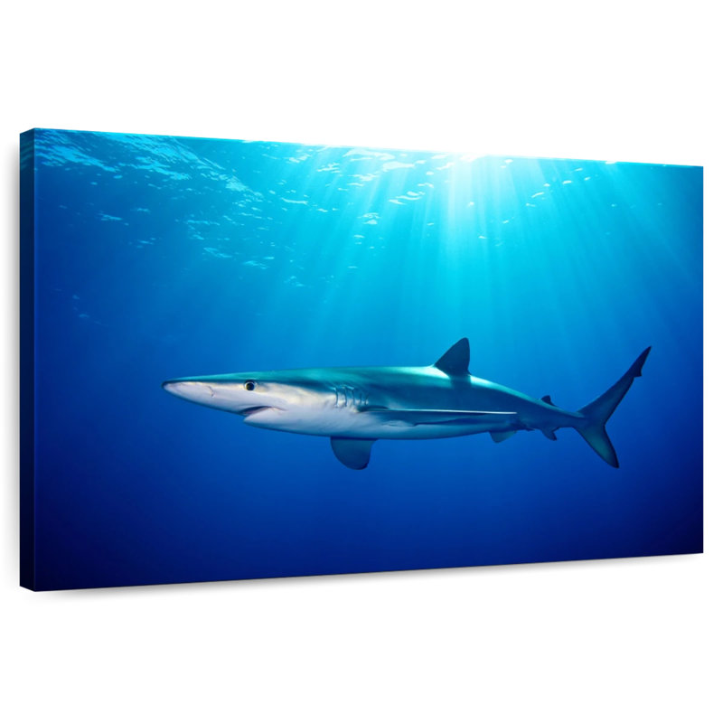 Brampt Blue Shark In Gordon's Bay, 30" H x 45" W